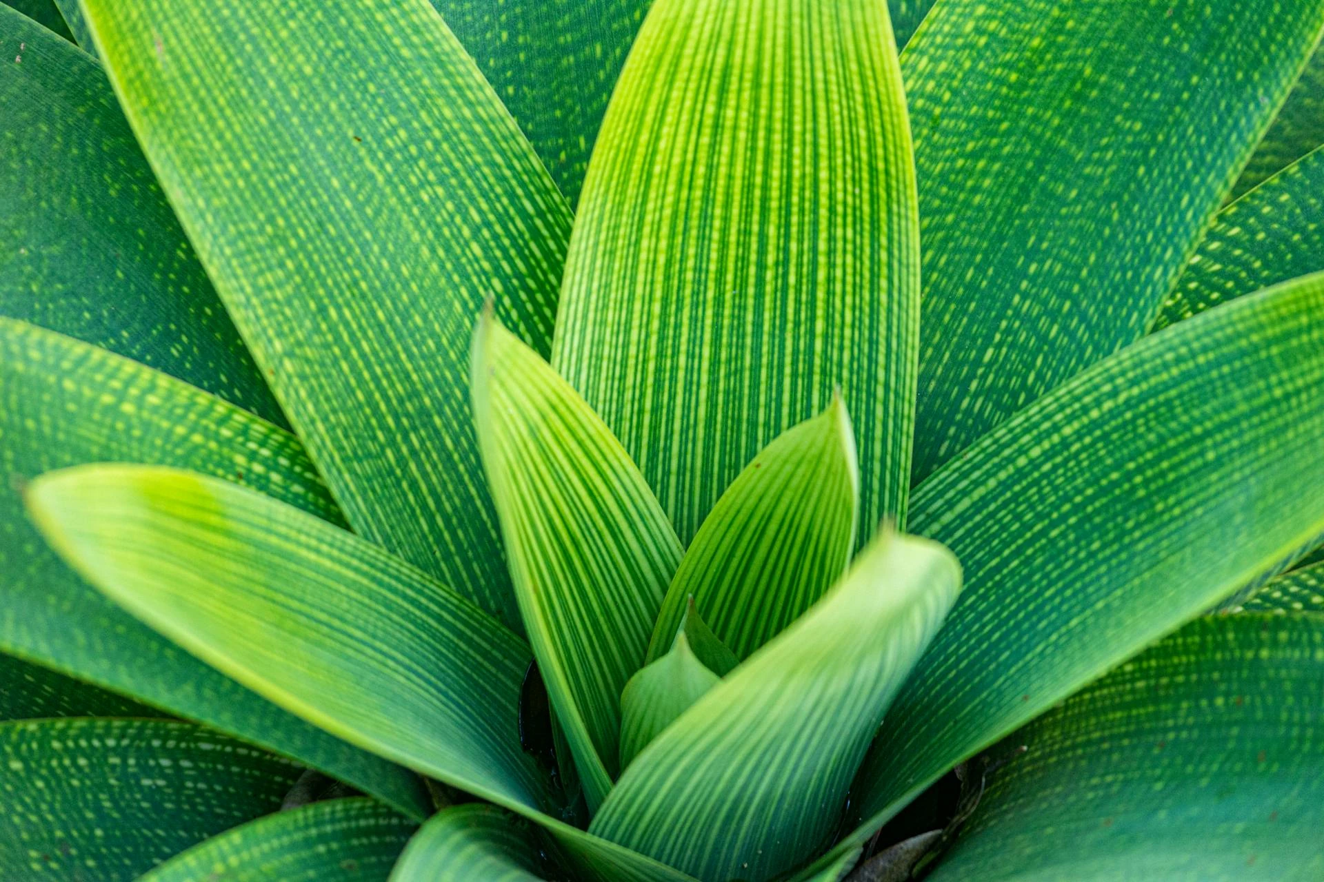 Les plantes qui ne cessent jamais de fleurir : notre top 10 pour un cadeau qui émerveille toute l'année