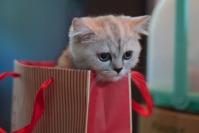 Un chaton dans un sac cadeau