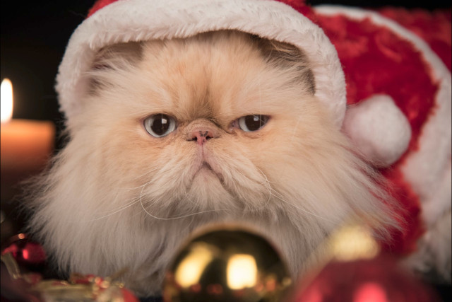 Un bonnet de Noël pour chat grognon