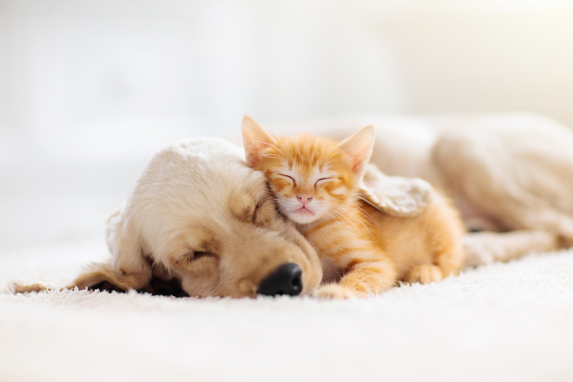 Un chiot et un chaton qui dorment ensemble