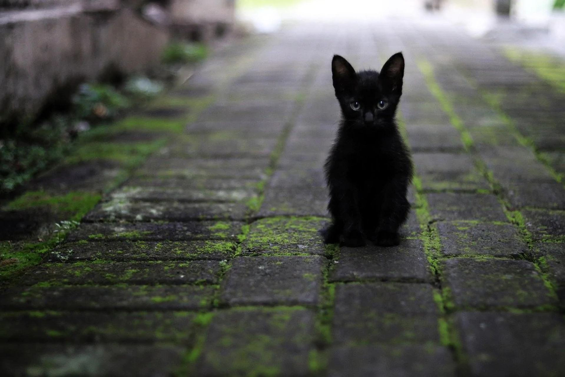 Le chat noir porte malheur selon les superstitions