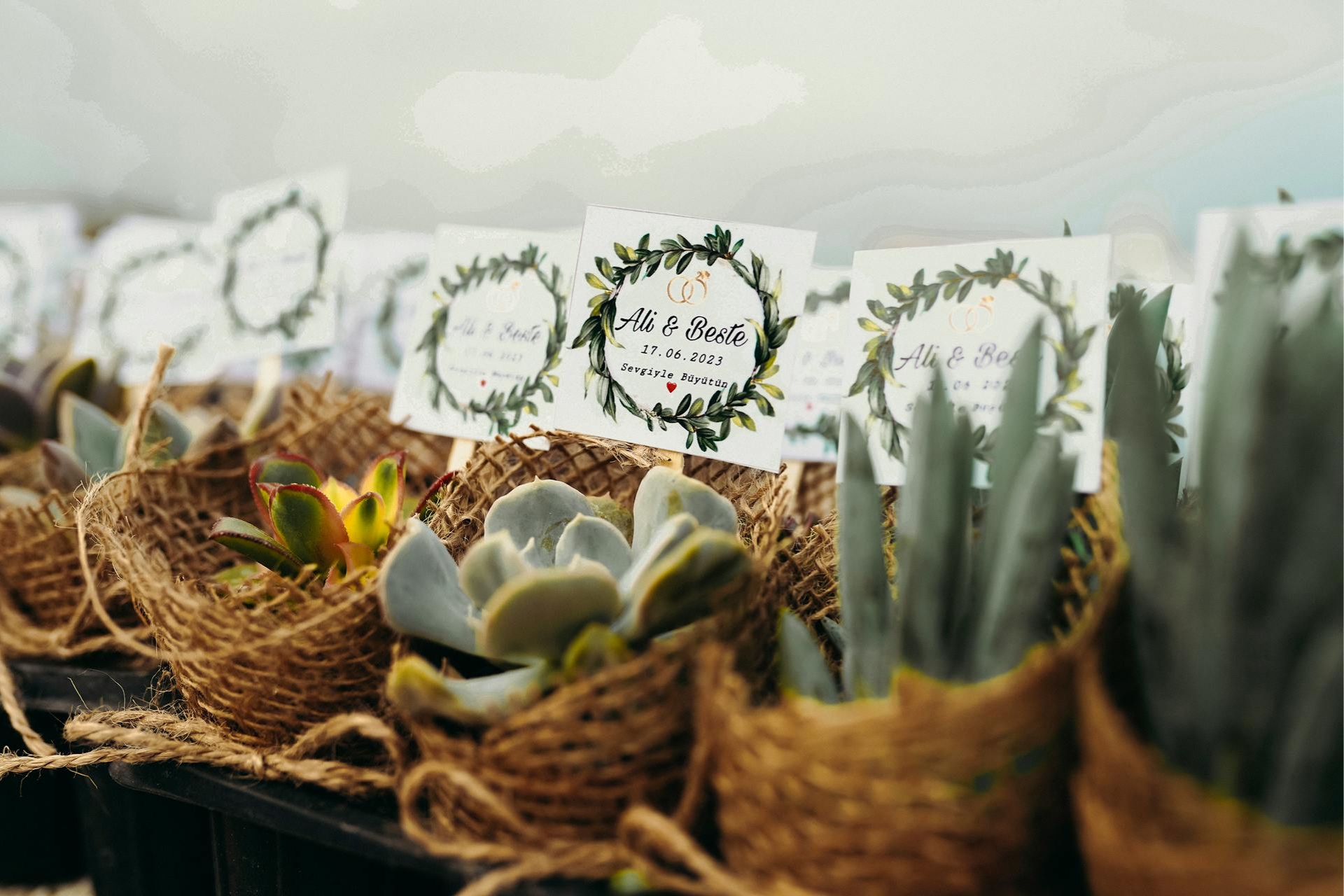 Succulente qui grandira avec le temps pour vos invité de mariage