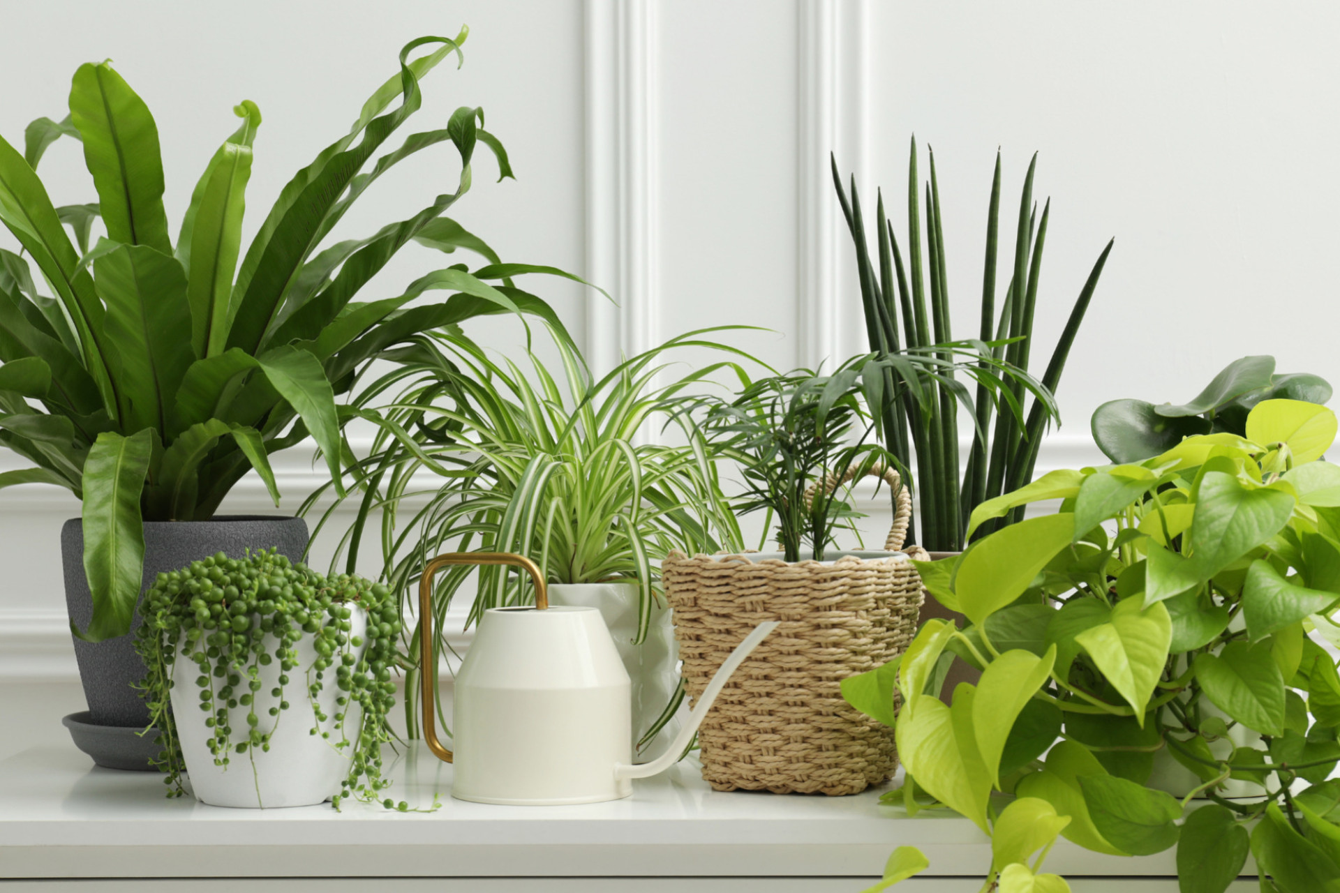 Les plantes sont des cadeaux éco-responsables pour la maison